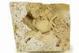 Fossil Crab (Potamon) Preserved in Travertine - Turkey #334793-3